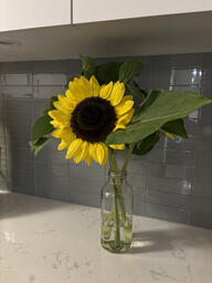 sunflower.jpg