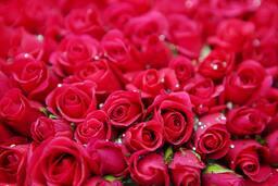 A field of red roses
